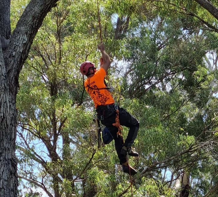 Tree Climbing Championship Wa 2021 Interlink Training