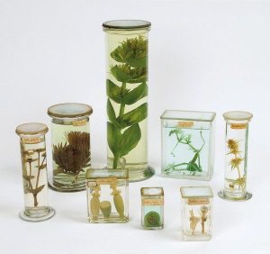 Collect, prepare and preserve plant specimens