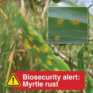 Myrtle Rust