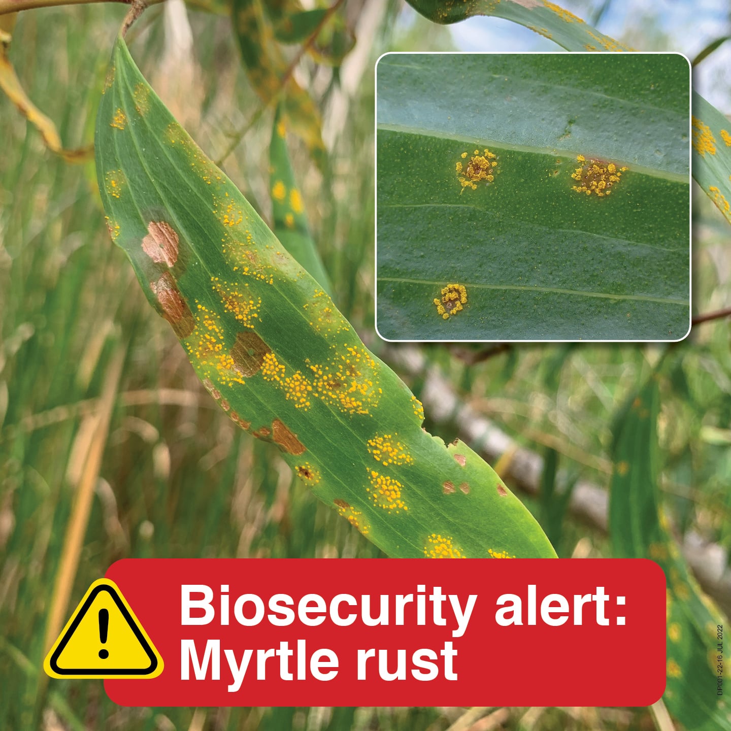 Rust Tree Australia Rash Myrtle Rust Biosecurity Alert - Interlink Training
